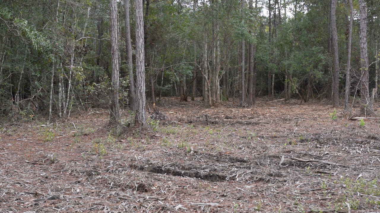 Coastal Mulching Land Clearing Waveland Bay St. Louis Pass Christian